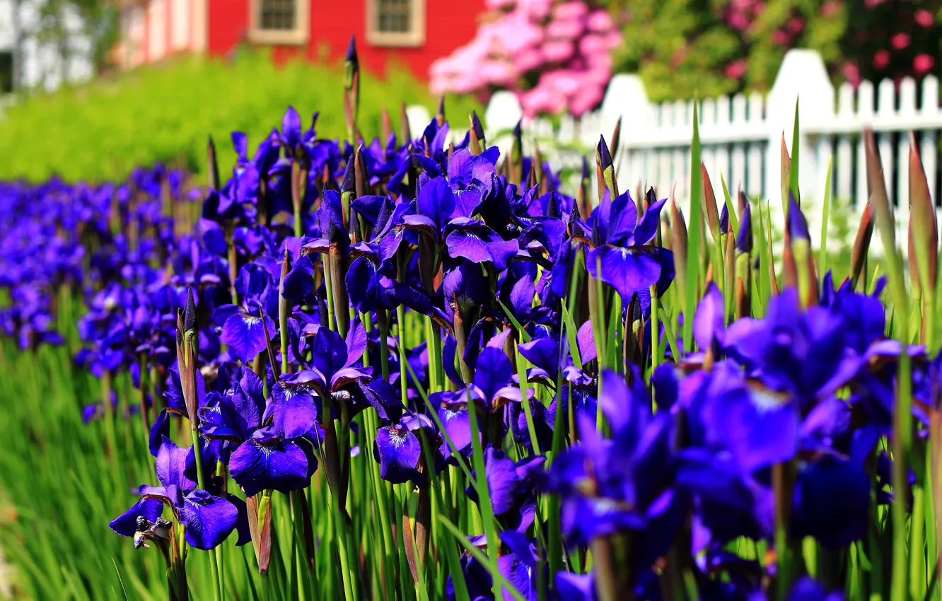 Фото обои Весна, Май, Spring, Цветение, Фиолетовые цветы, May, Flowering, Purple flowers