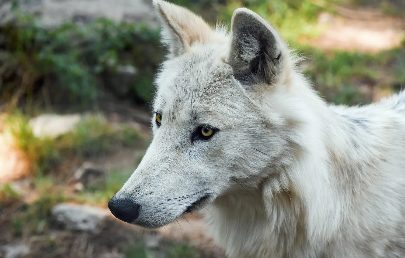 Фото обои nature, snow, predator, face, animal, wolf, wildlife, portrait
