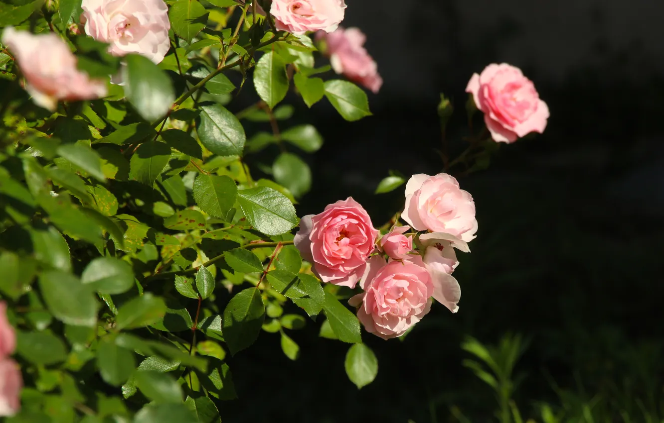Фото обои pink, roses, blooming