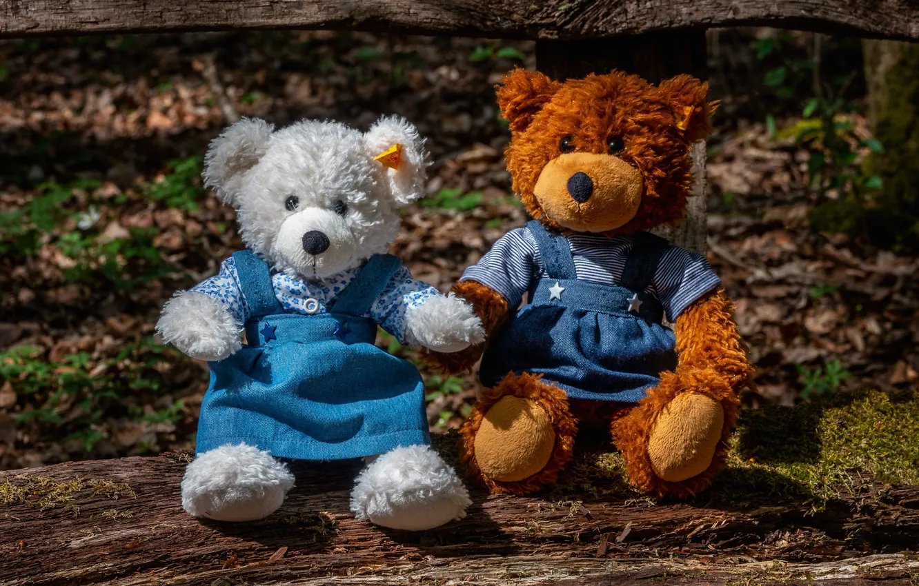 Фото обои игрушка, игрушки, доски, медведь, медведи, мишка, медвежонок, медвежата