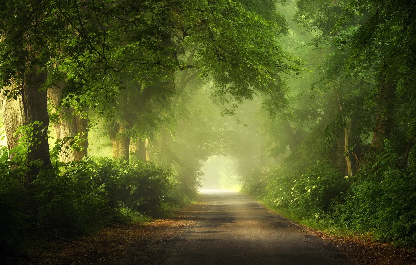 Фото обои summer, road, trees, light effects