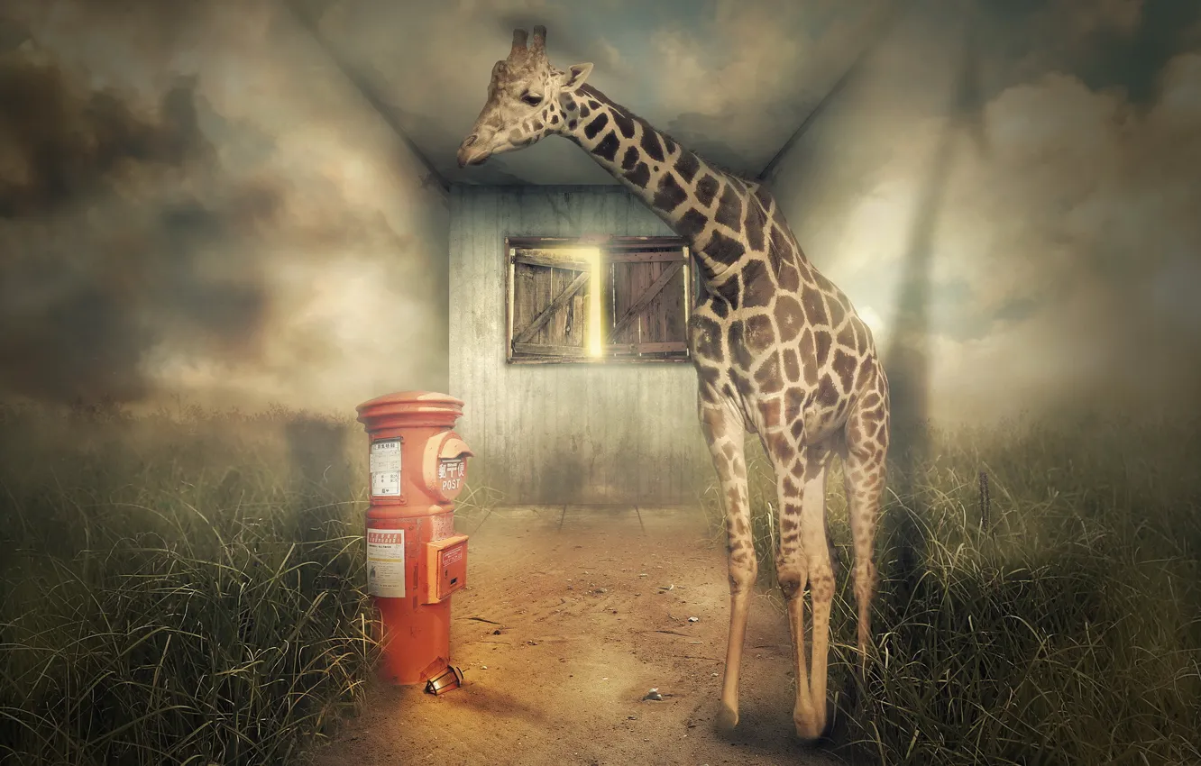 Фото обои дом, фон, жирафа