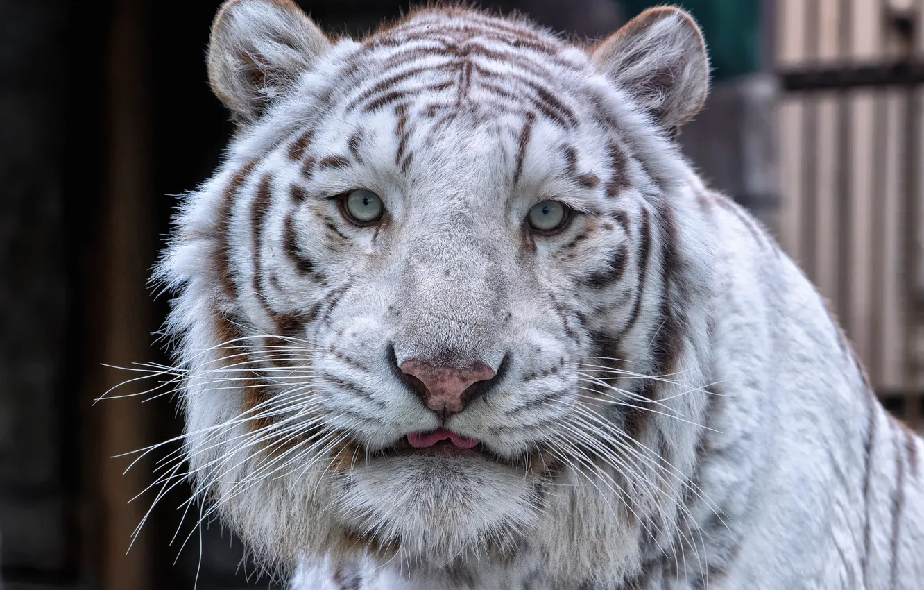 Фото обои кошка, взгляд, морда, белый тигр