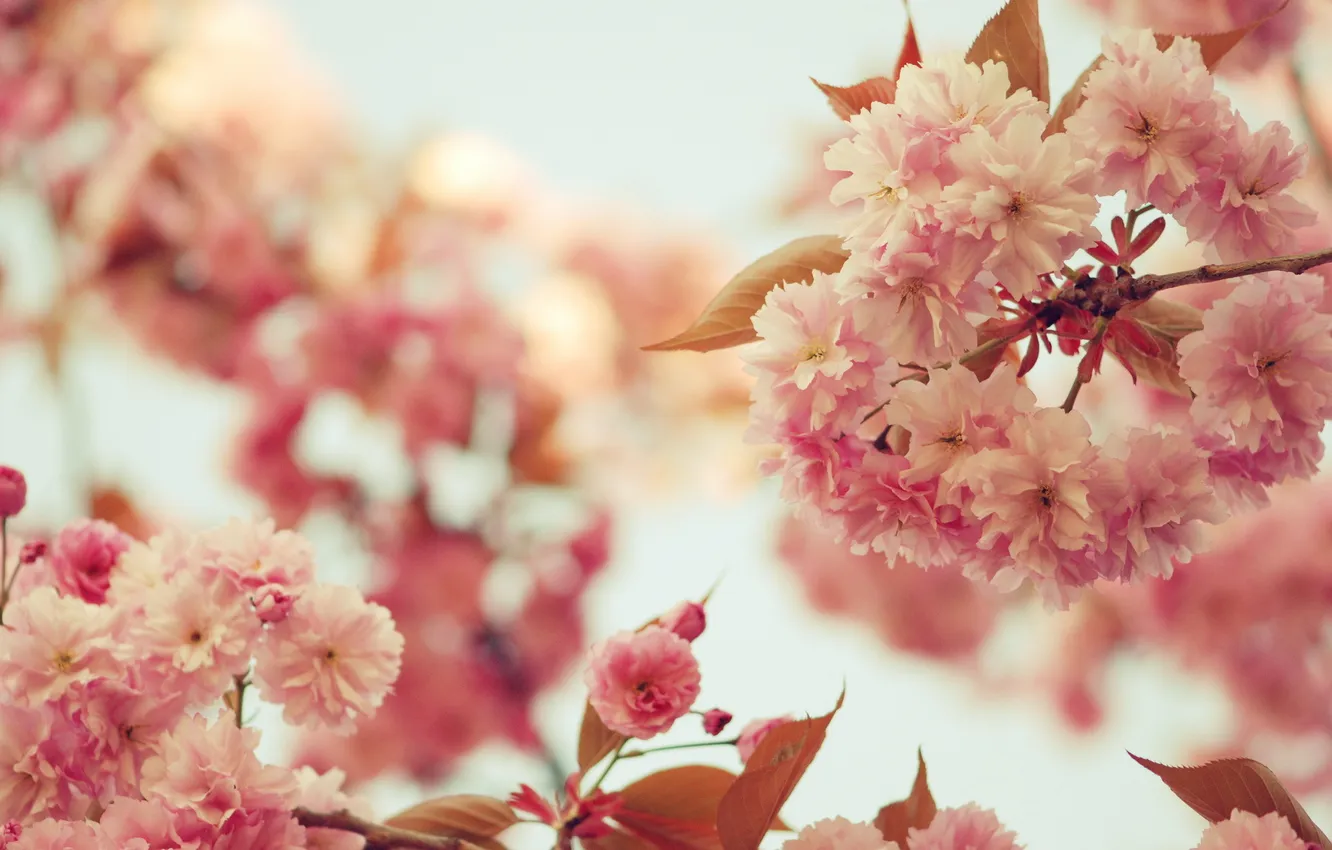 Фото обои цветы, дерево, розовые цветы