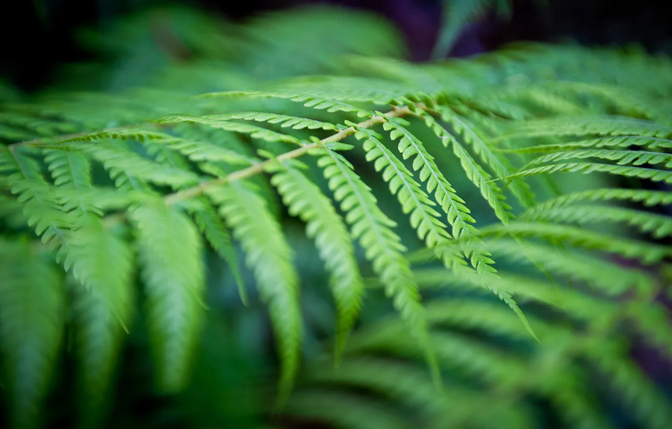 Фото обои зелень, лес, лист, растение, папоротник, Australia, New South Wales, Blue Mountains