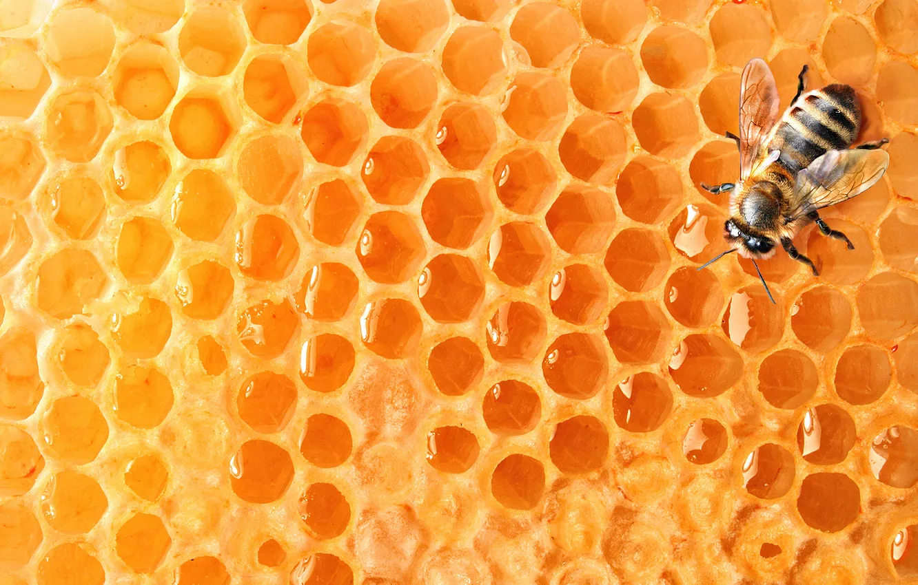 Фото обои пчела, соты, мед
