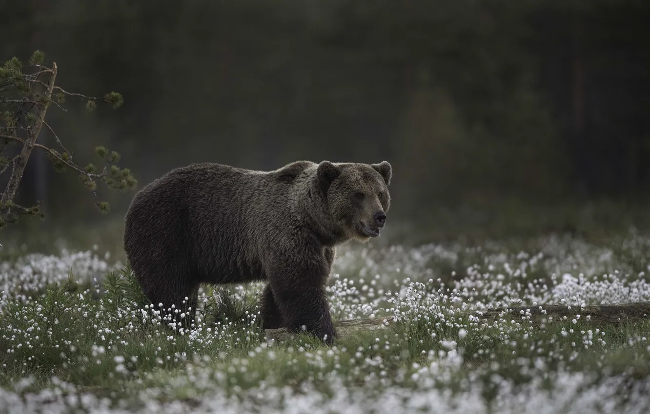 Фото обои медведь, великан, bear