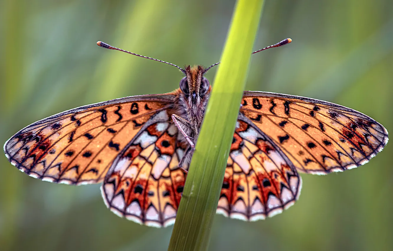 Фото обои Бабочка, Насекомые, Крупным планом, small pearl-bordered fritillary