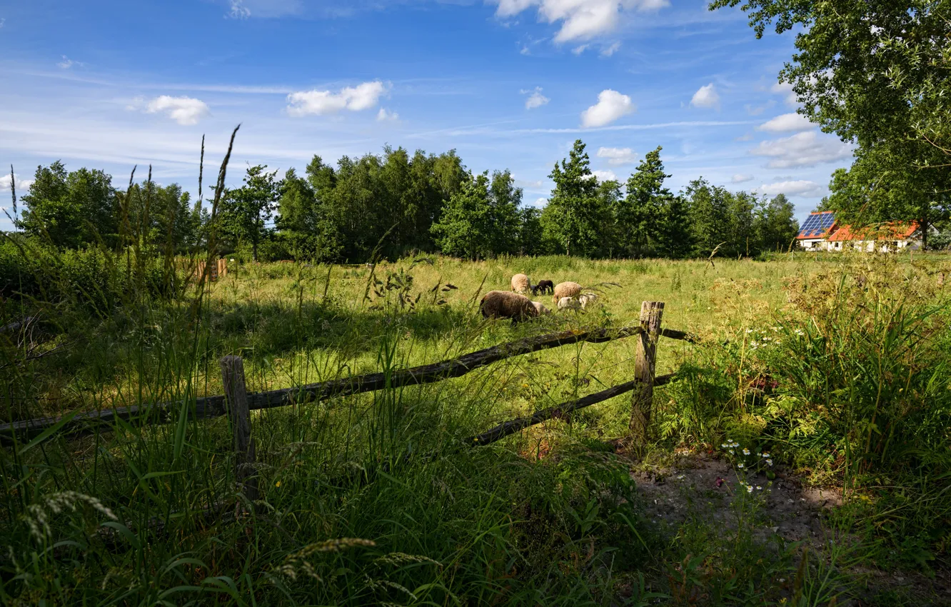 Фото обои зелень, лето, трава, солнце, деревья, забор, овцы, домик