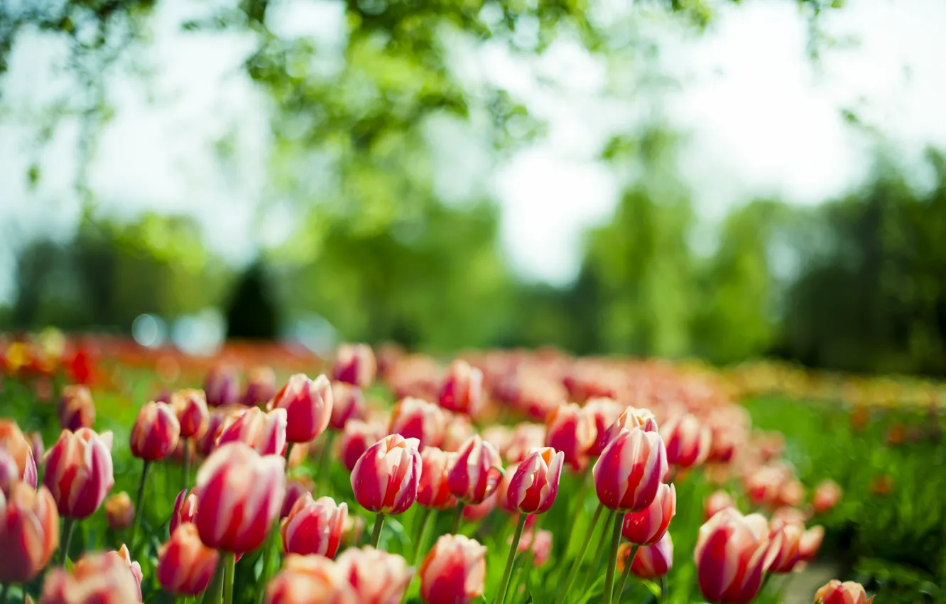 Фото обои макро, весна, тюльпаны