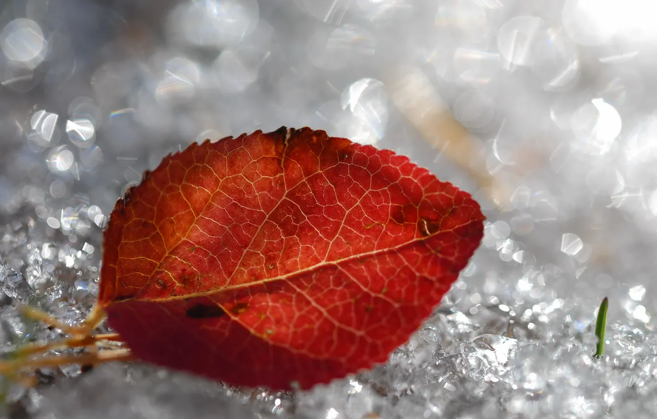 Фото обои осень, макро, природа, лист