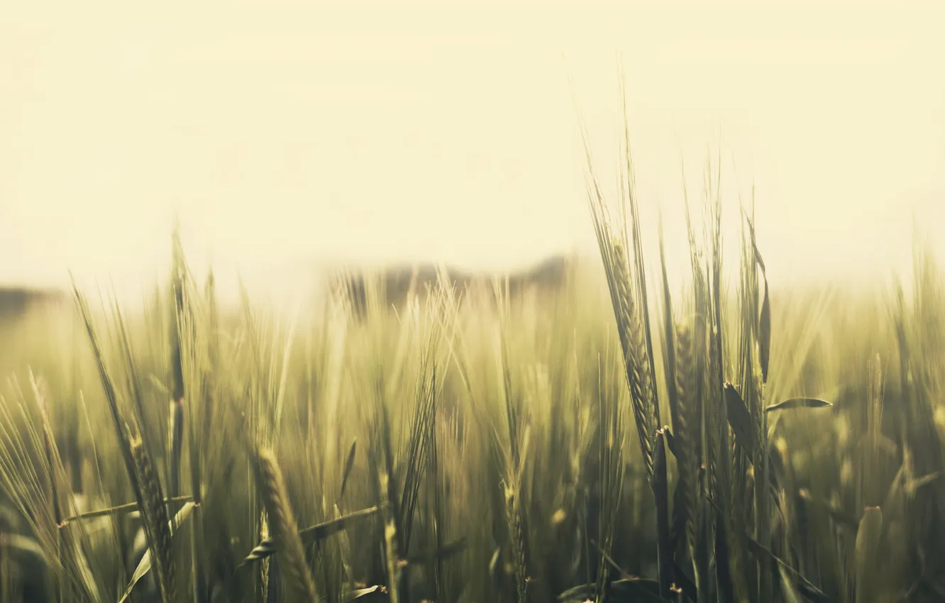 Фото обои пшеница, поле, рожь, зеленые, колосья