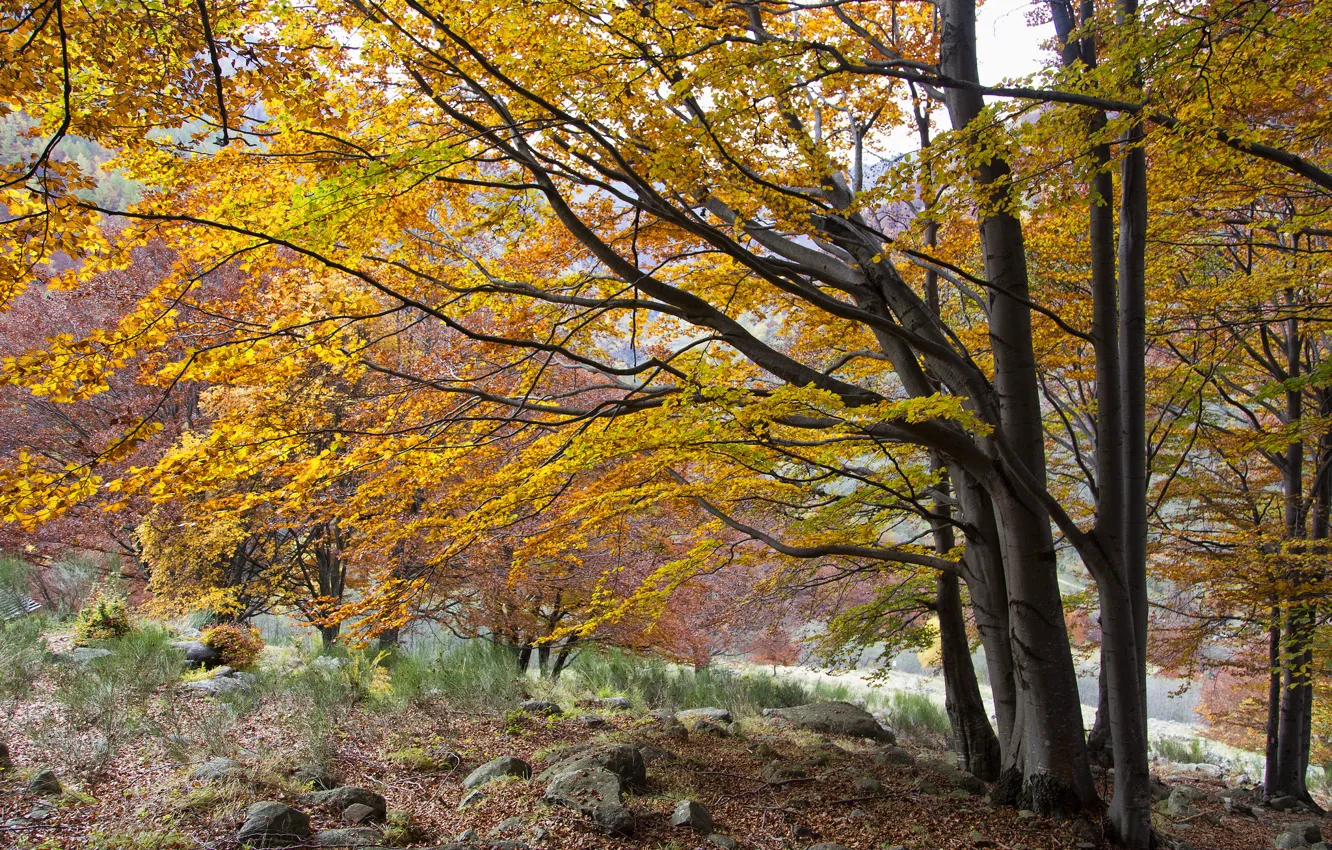Фото обои осень, листья, деревья, камни