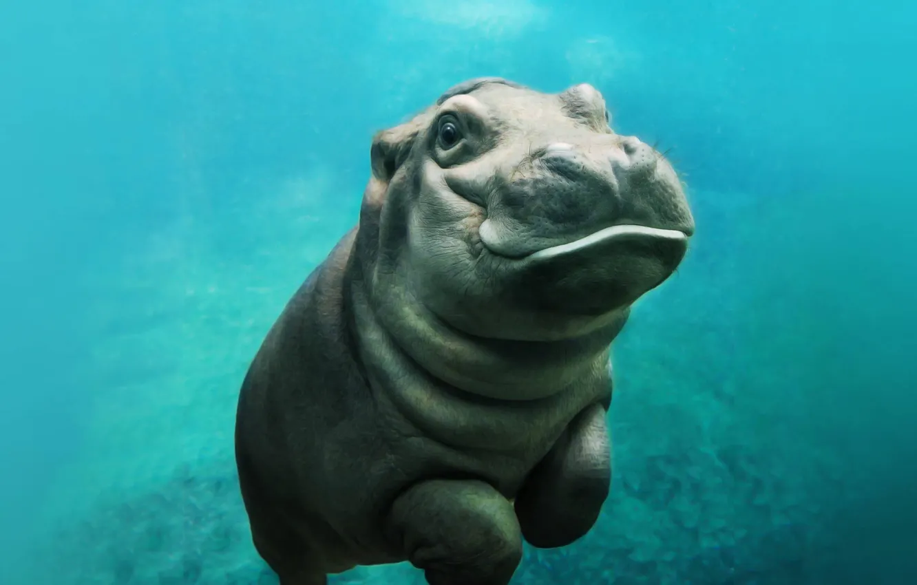 Фото обои sea, hippo, baby hippo