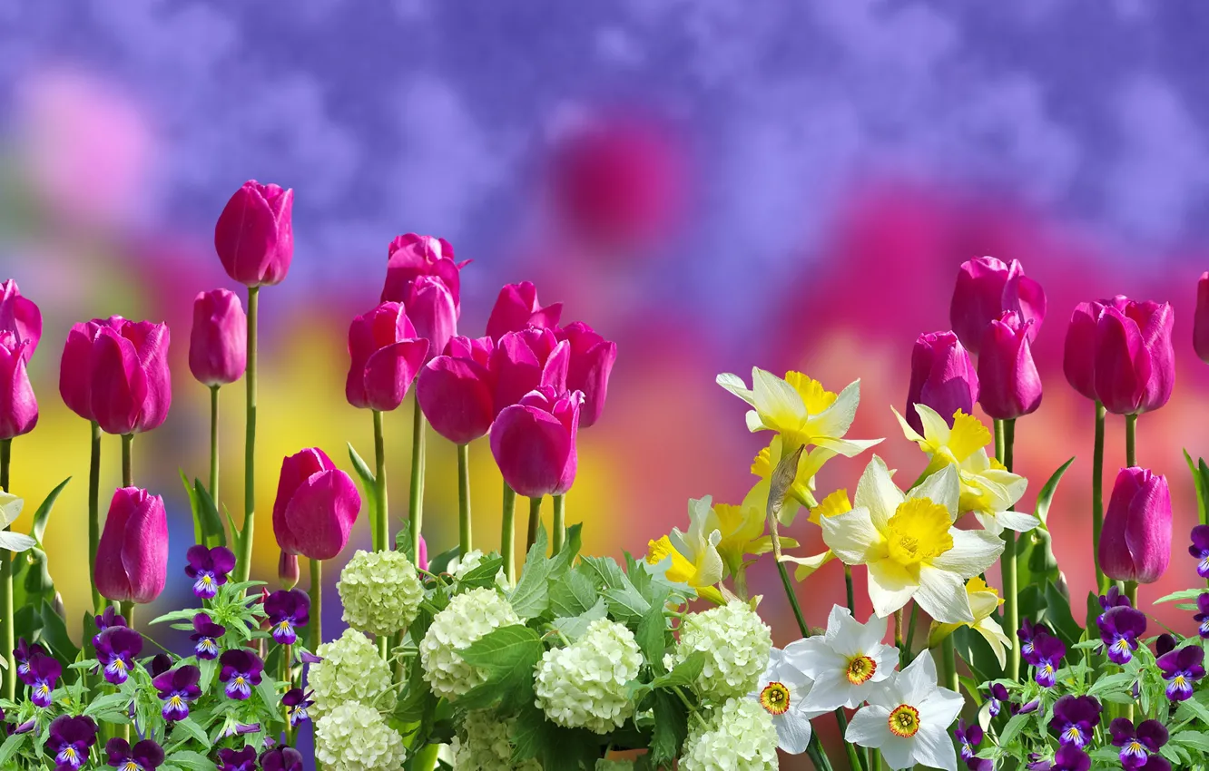 Фото обои Grafika, Tulipany, Kwiaty, Bratki