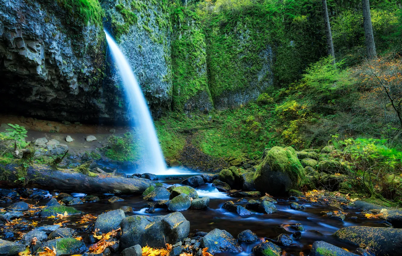 Фото обои лес, листья, деревья, камни, скалы, водопад, поток, сша