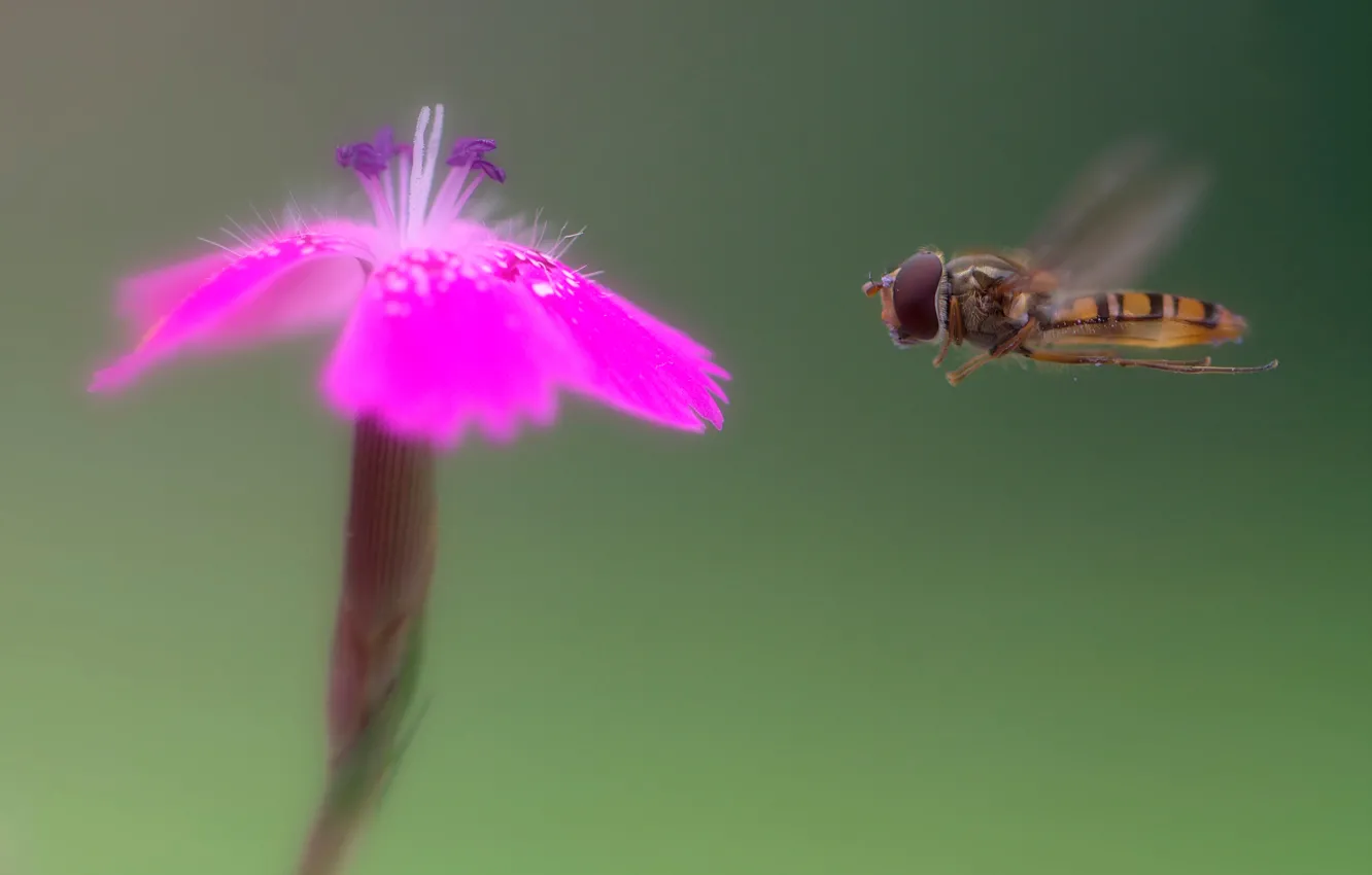 Фото обои цветок, муха, полёт