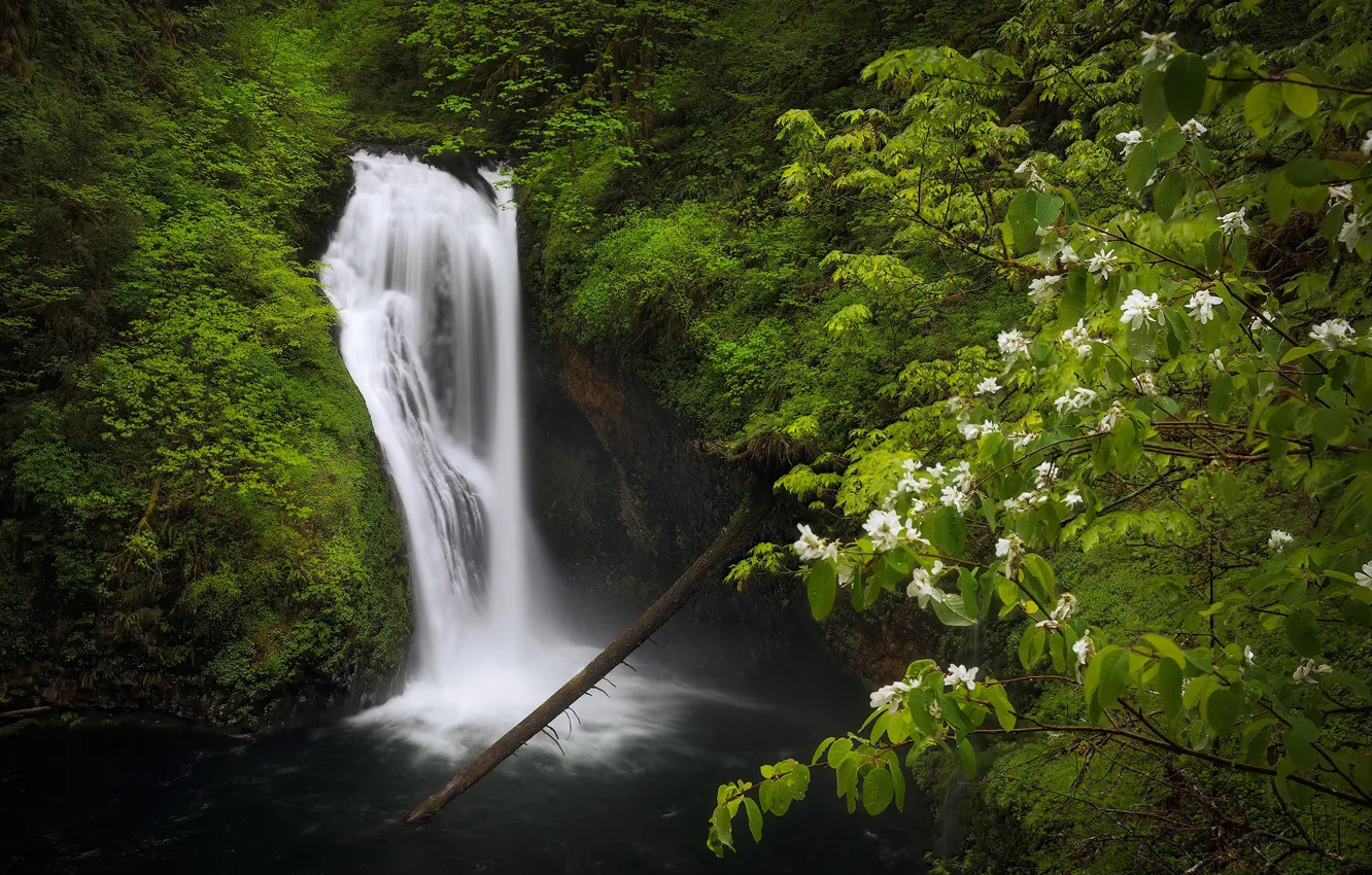Фото обои лес, ветки, водопад, мох, Орегон, кизил