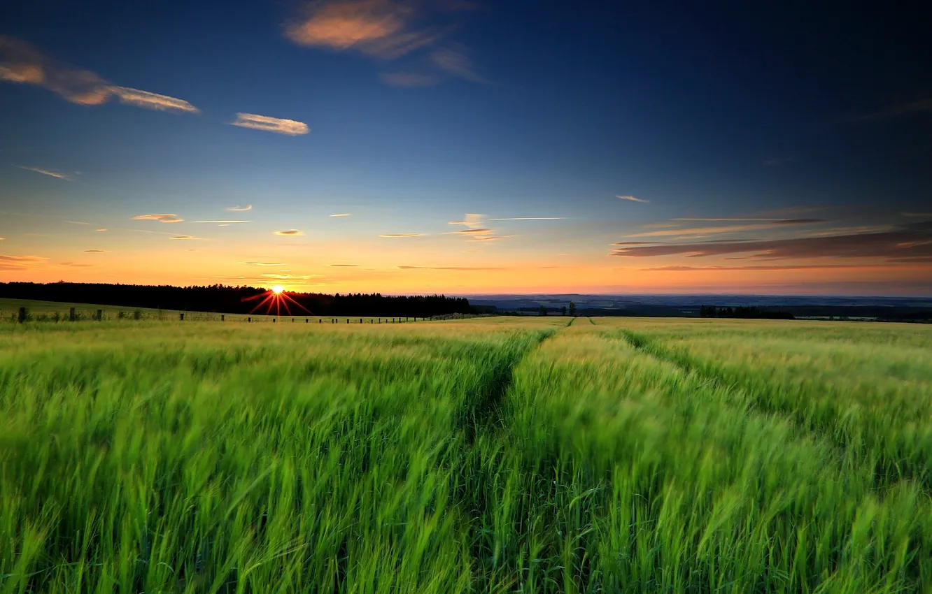 Фото обои зелень, поле, небо, трава, солнце, пейзаж, закат, природа