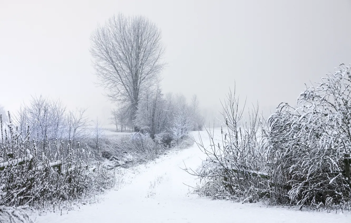 Фото обои зима, иней, дорога, деревья, ветки, природа, Снег, кусты