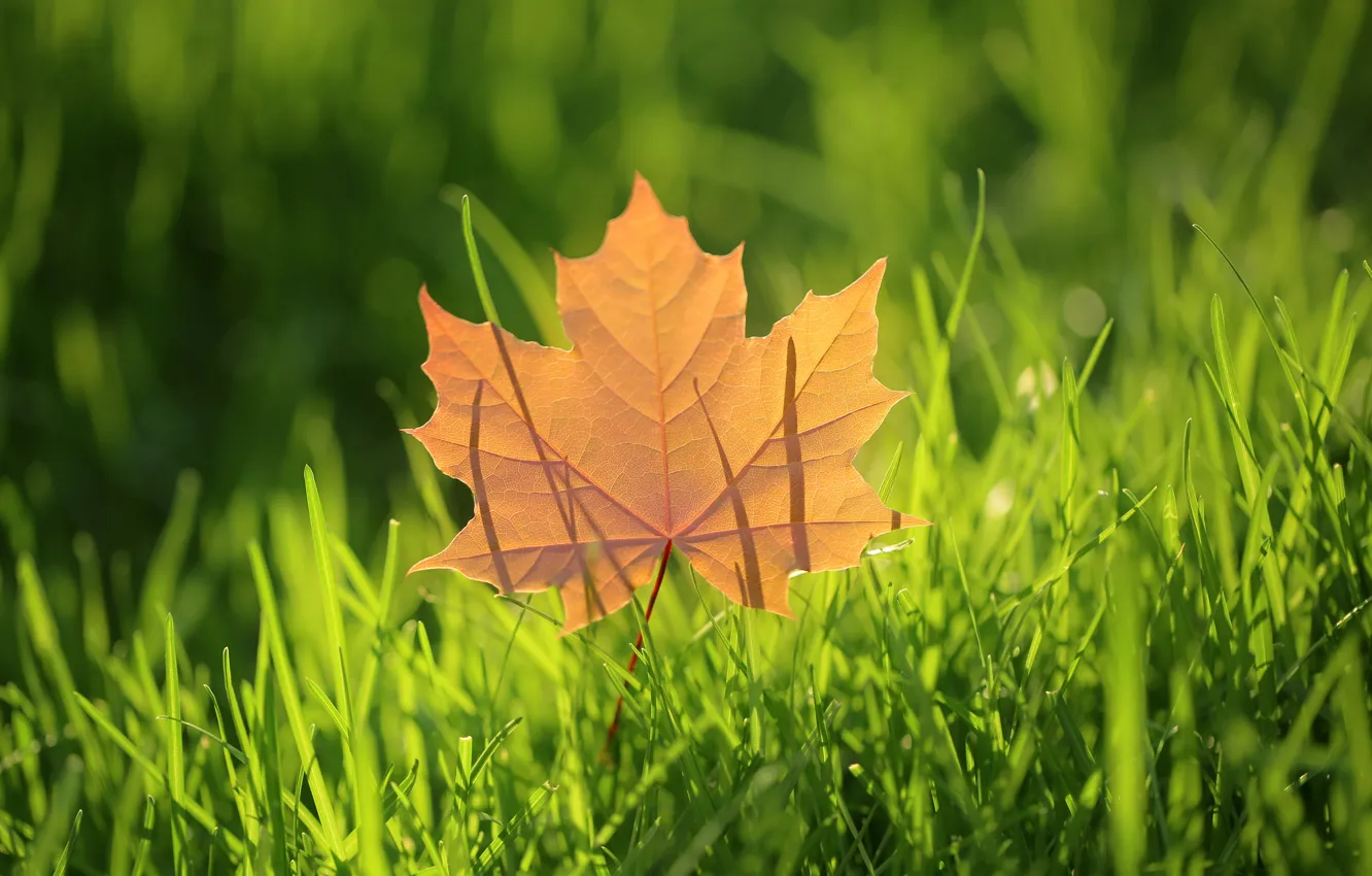 Фото обои осень, трава, лист, клен