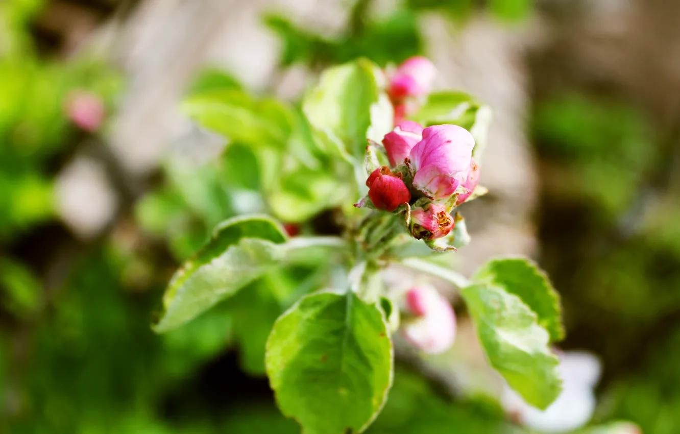 Фото обои весна, май, цветёт все