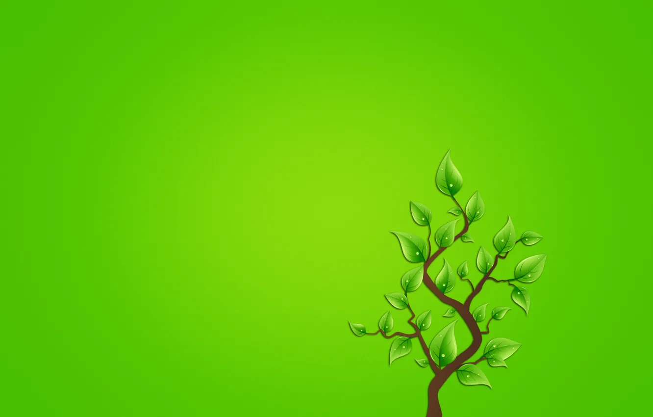 Фото обои листья, капли, дерево, минимализм, ветка, зеленоватый фон
