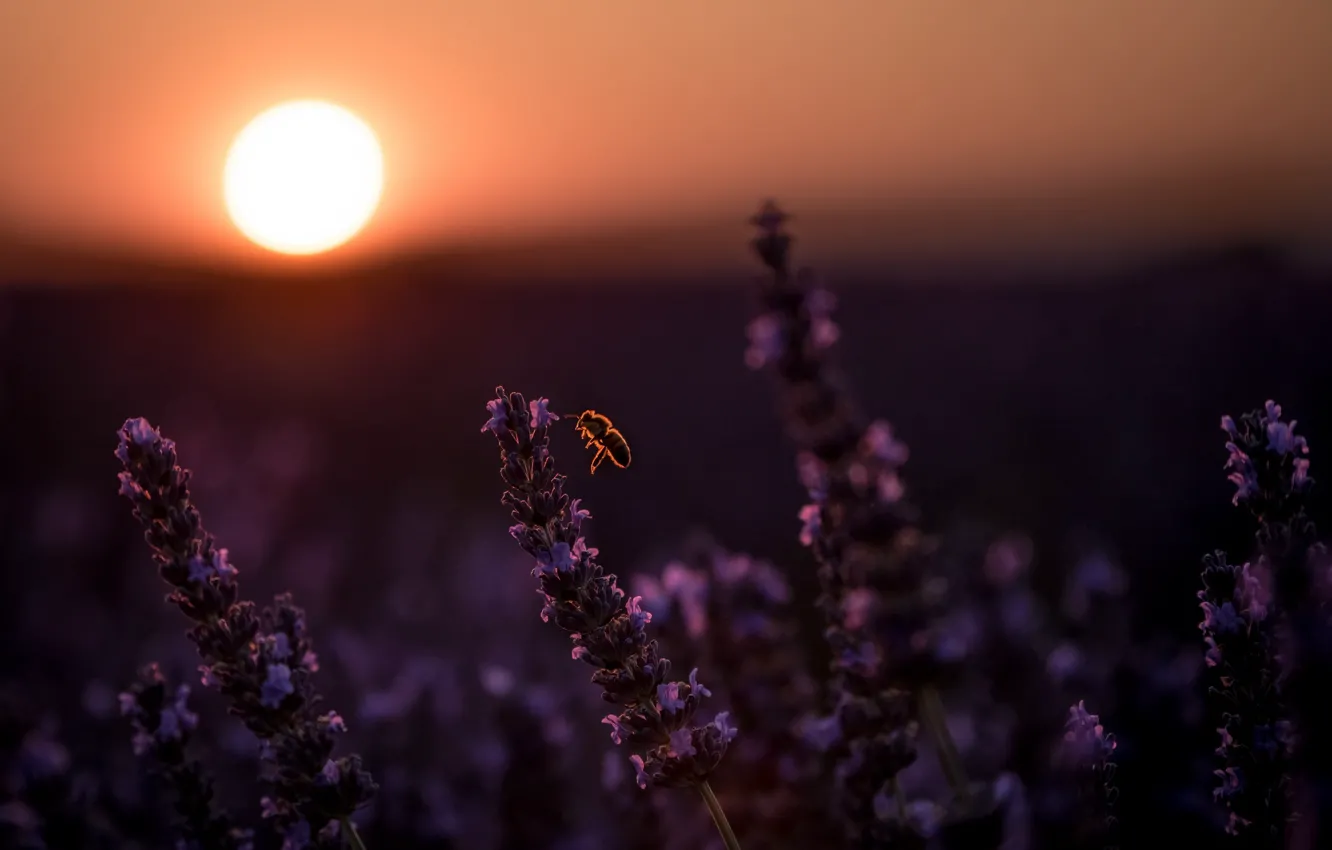 Фото обои закат, пчела, лаванда