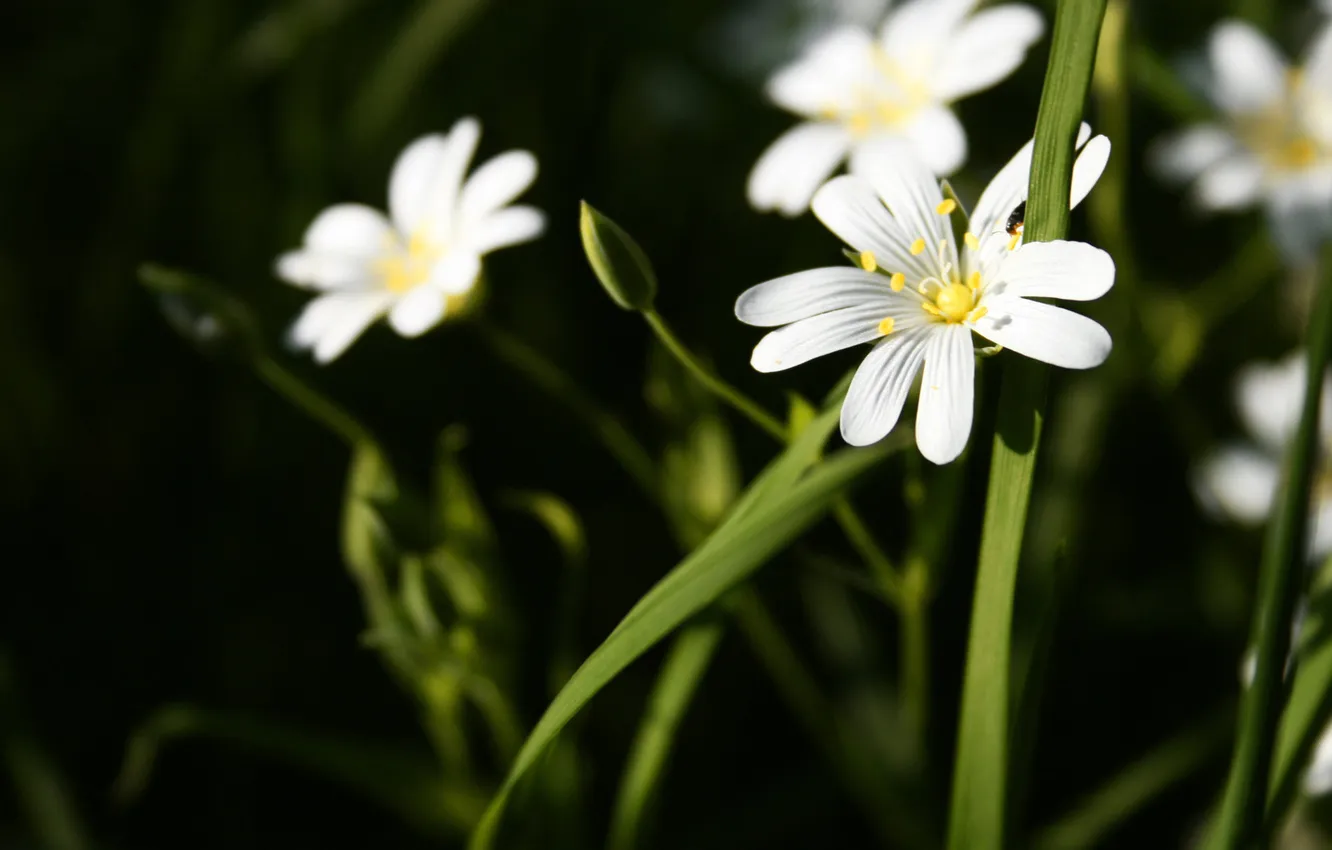 Фото обои зелень, белый, цветок, трава, макро
