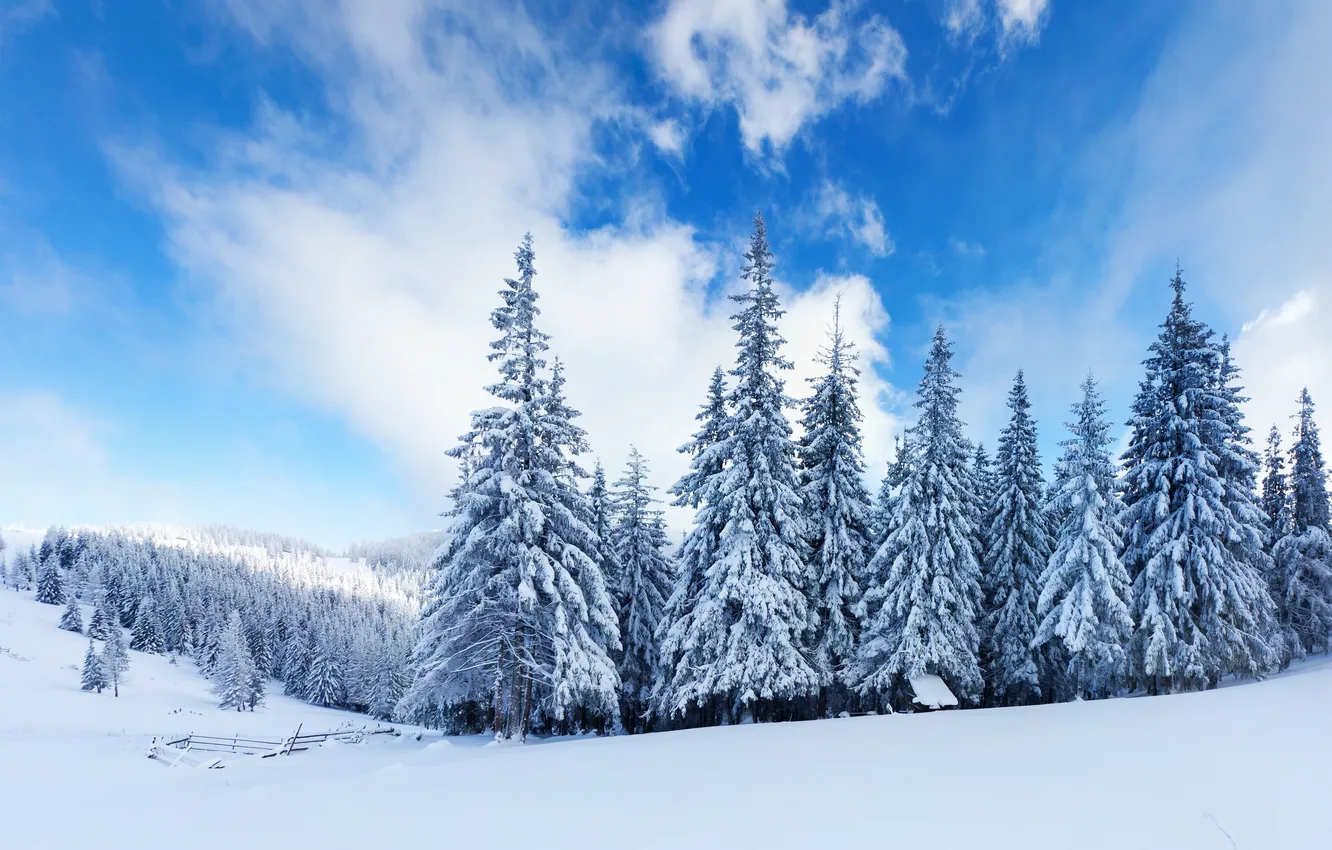 Фото обои зима, лес, облака, снег, ёлки