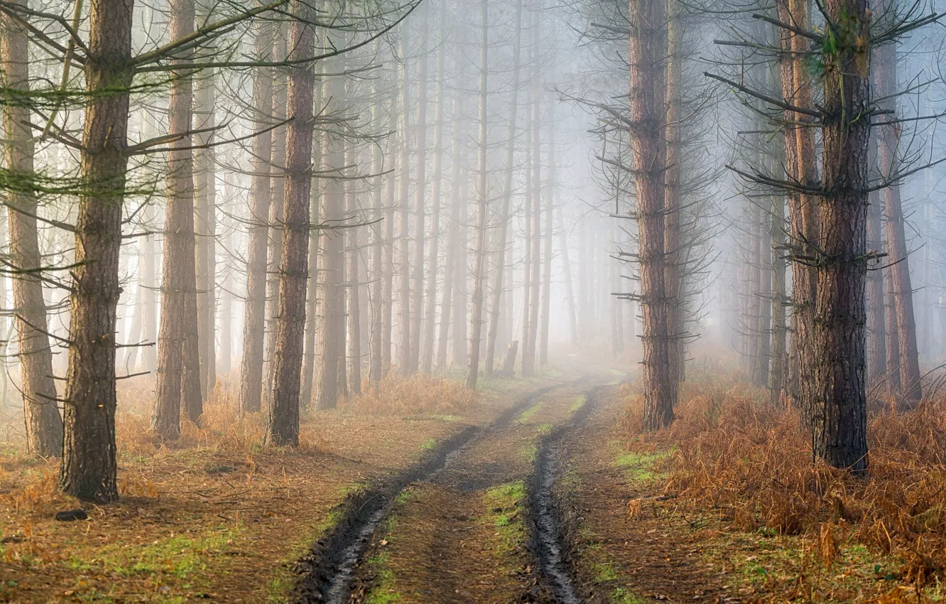 Фото обои дорога, лес, туман, дымка