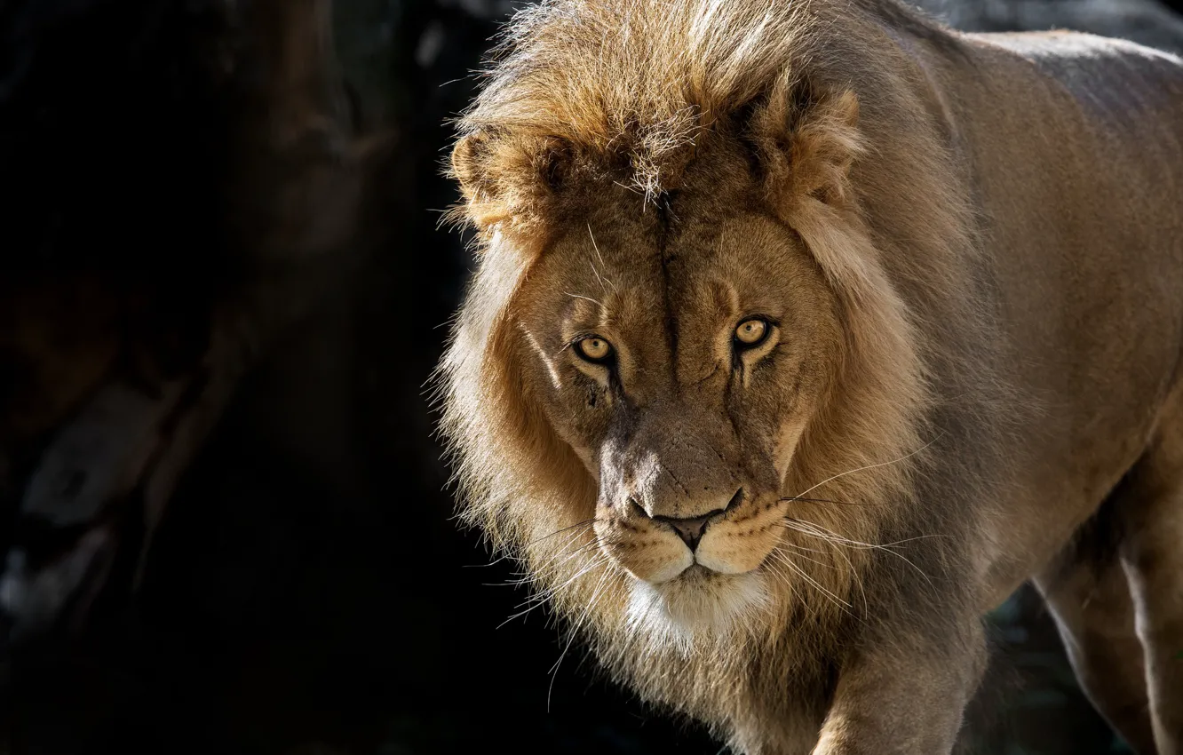 Фото обои взгляд, морда, лев, царь зверей, дикая кошка