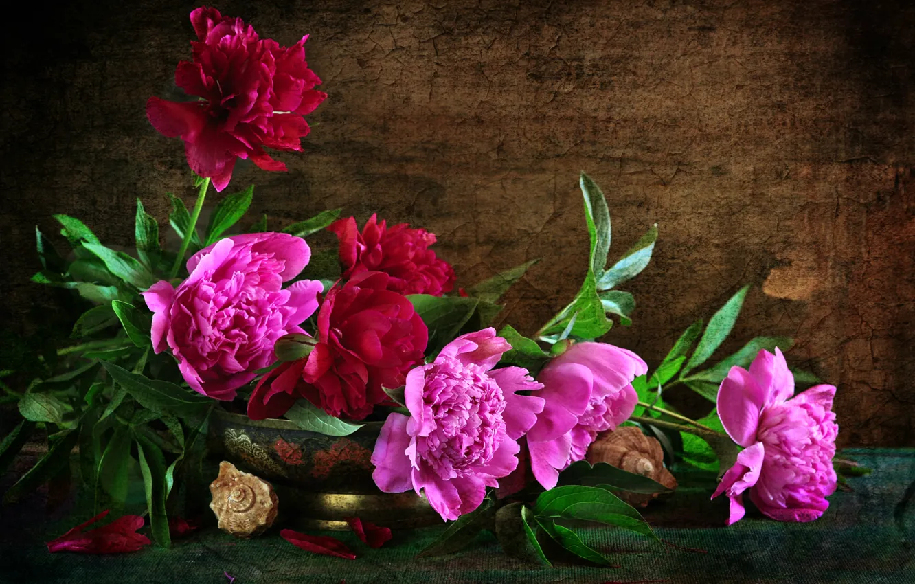 Фото обои текстура, ракушки, розовые, пионы, композиция