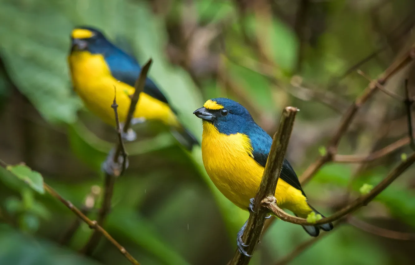 Фото обои ветка, птичка, яркая, желто-синий