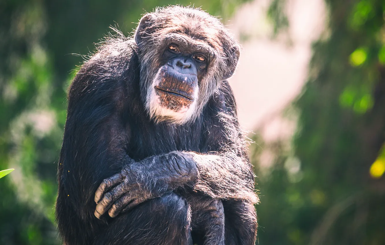 Фото обои обезьяна, боке, шимпанзе