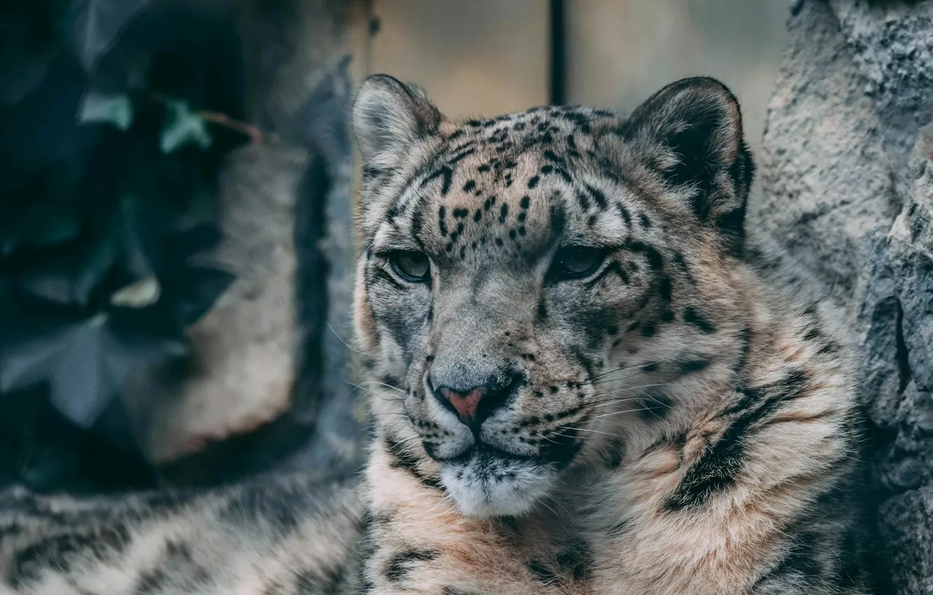 Фото обои snow leopard, snow, animal, big cat