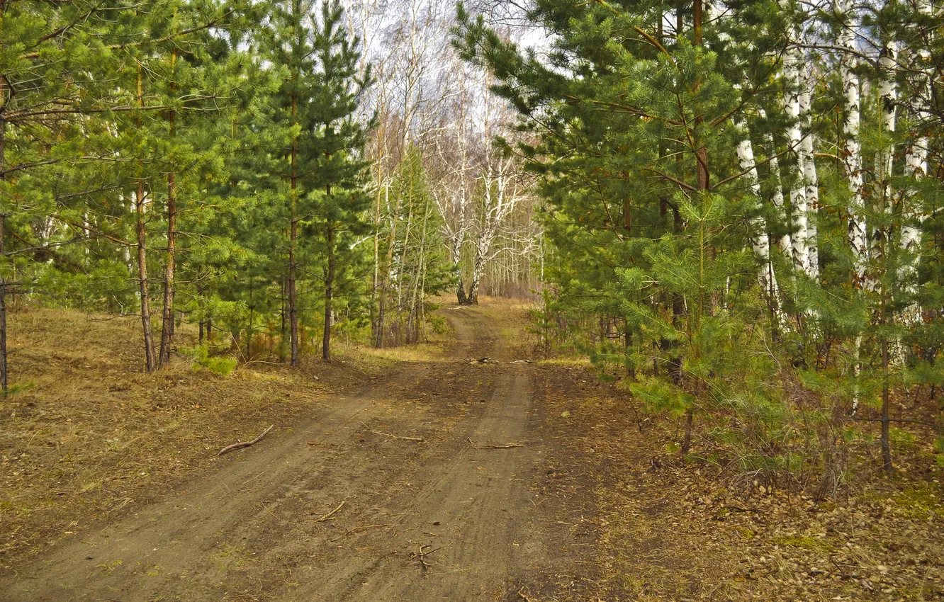 Фото обои дорога, осень, лес, деревья, березы, сосны