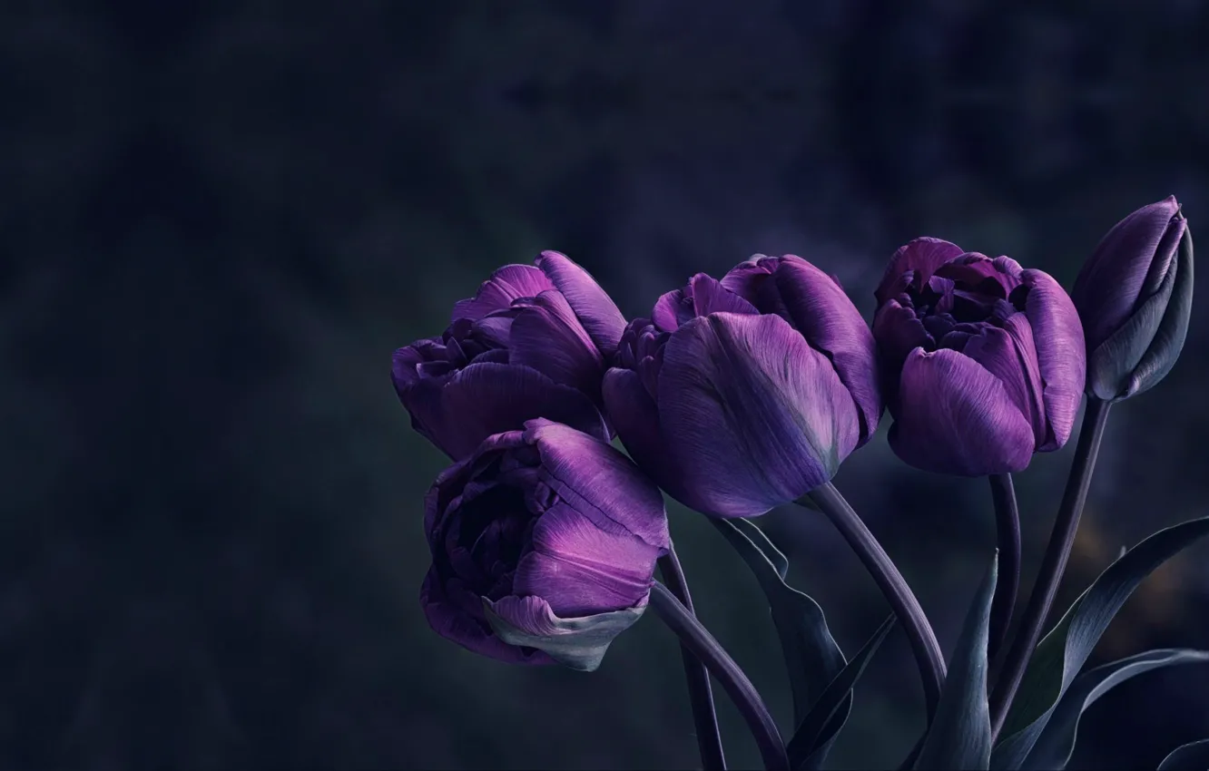 Фото обои цветы, тюльпан, букет