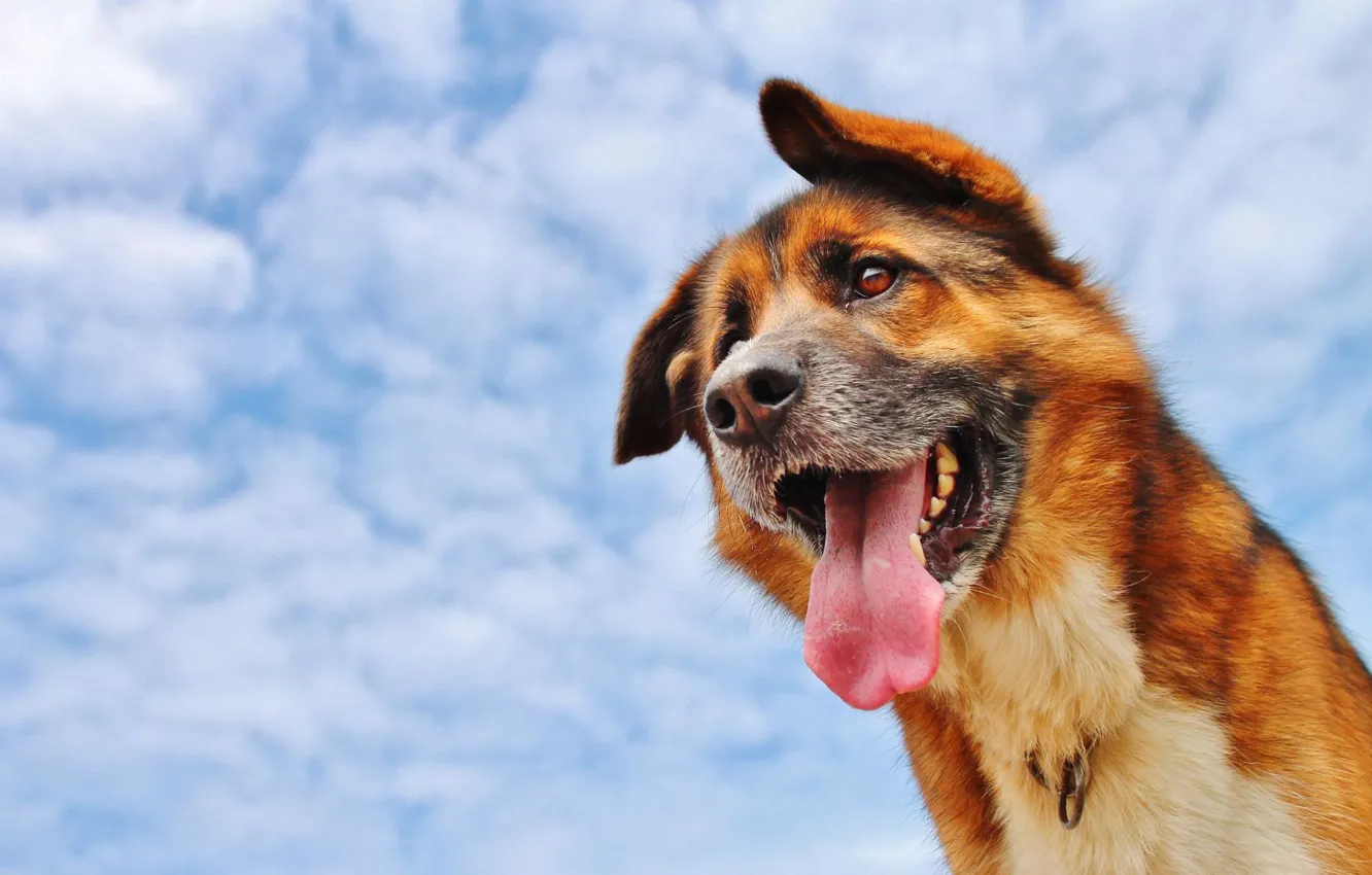 Фото обои sky, dog, animal
