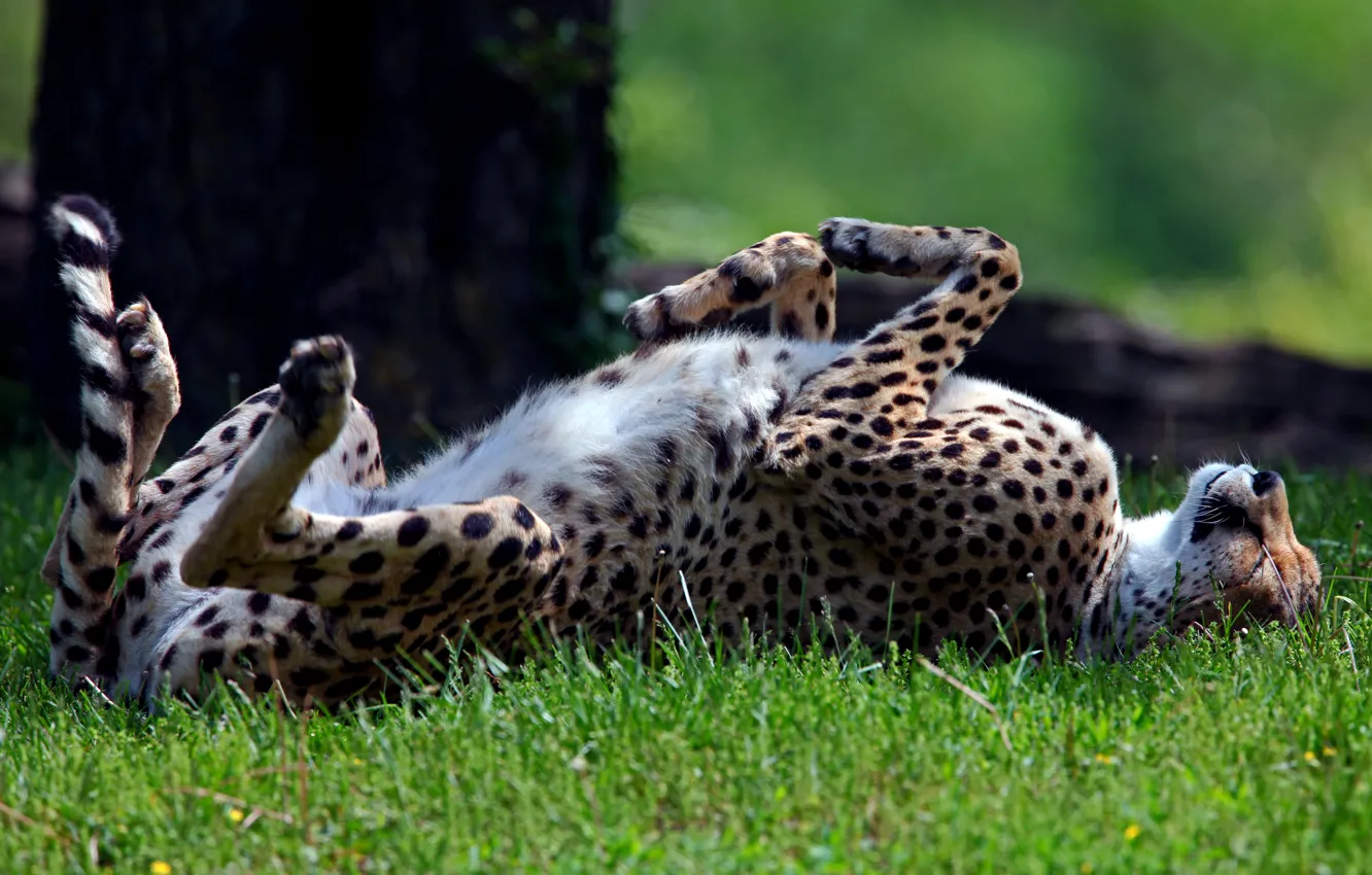 Фото обои трава, хищник, спит, гепард, солнечно, дикая, лежа, на спине