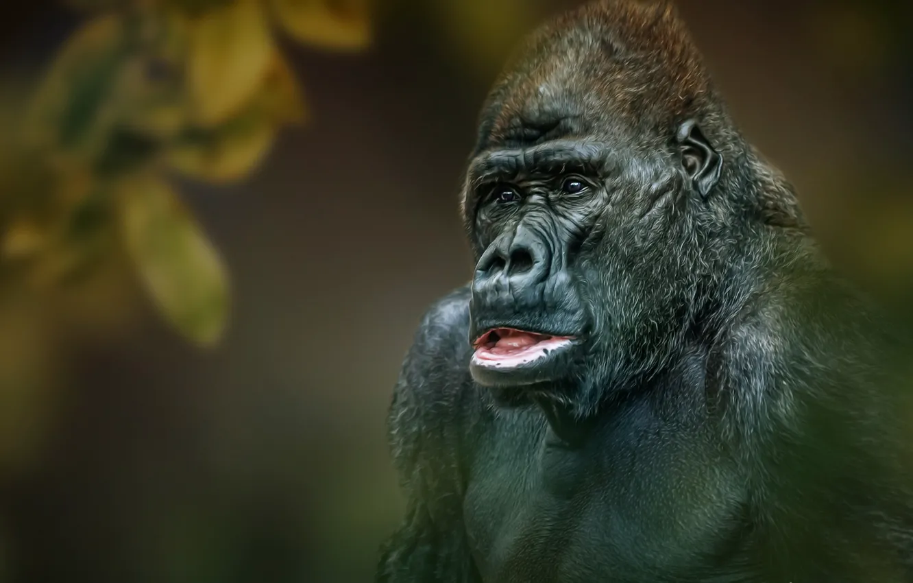 Фото обои фон, обезьяна, Gorilla