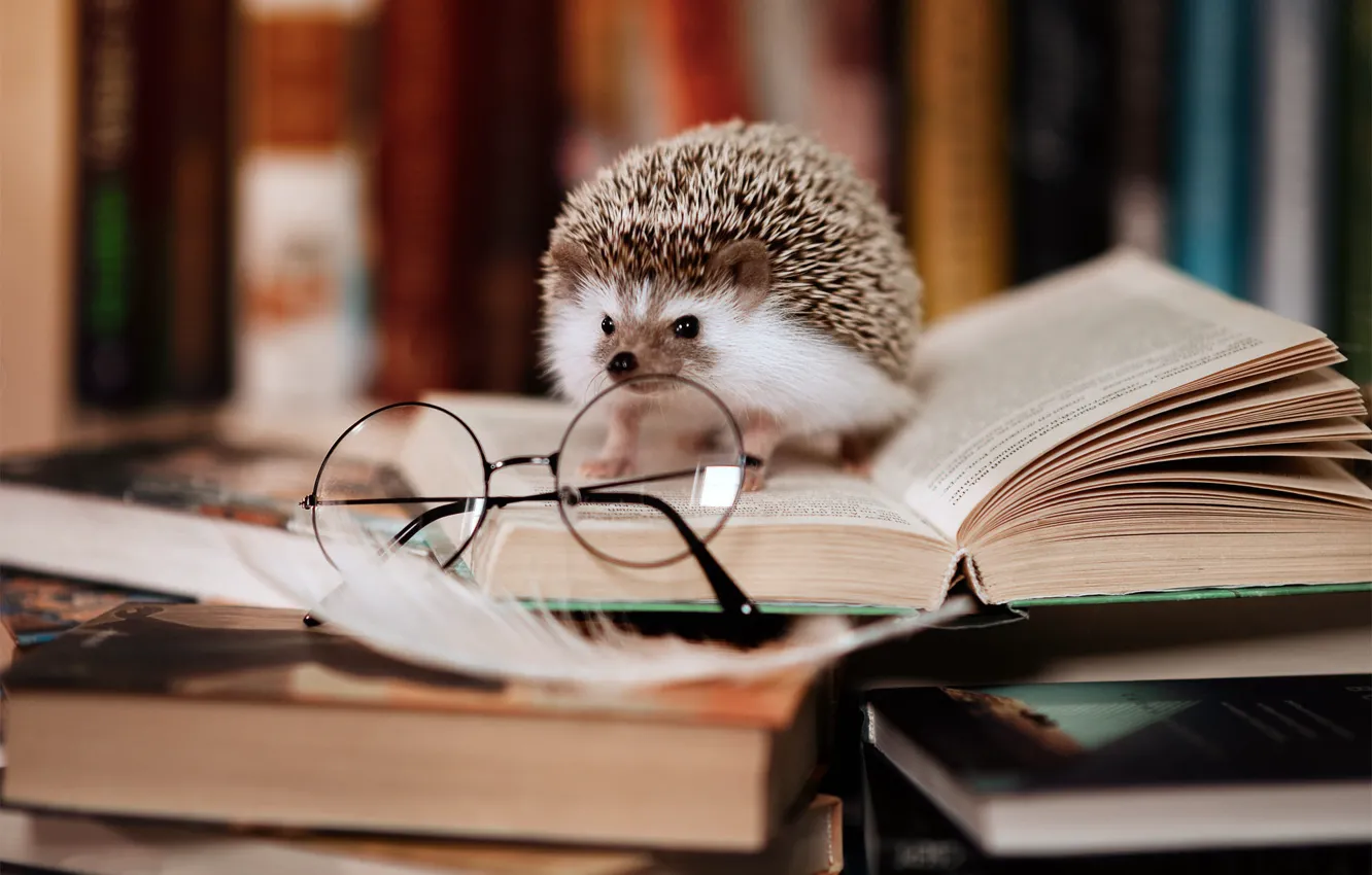 Фото обои книги, очки, библиотека, ёжик, умный
