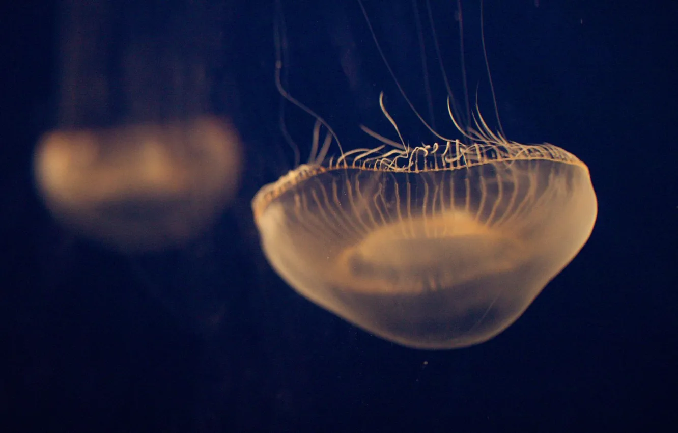 Фото обои море, океан, глубина, медузы, wallpaper, animal, jellyfish