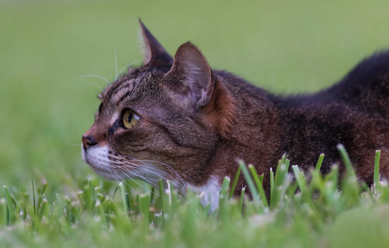 Фото обои трава, кот, мордочка, наблюдение, котейка, в засаде