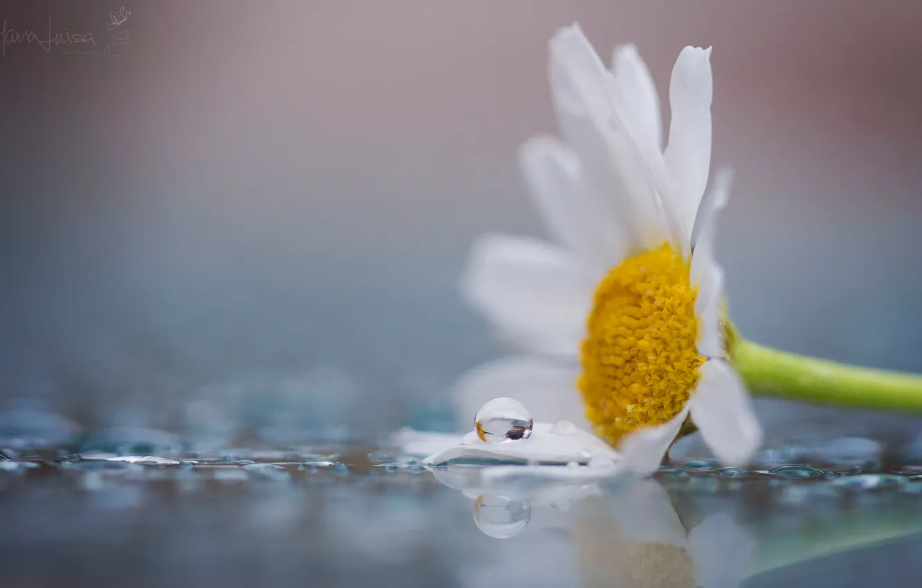 Фото обои белый, цветок, вода, макро, цветы, желтый, роса, фон