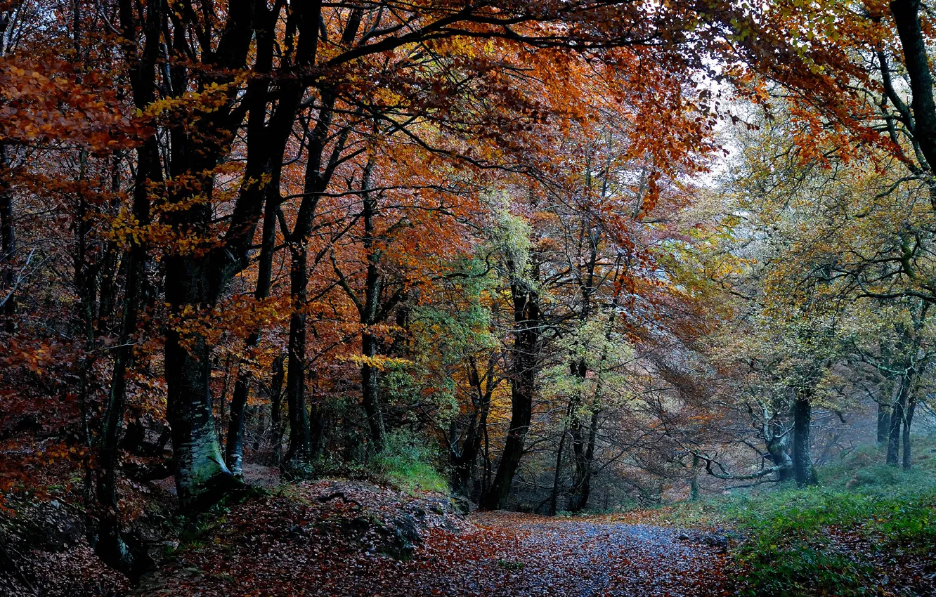 Фото обои осень, лес, деревья, природа, краски, листва
