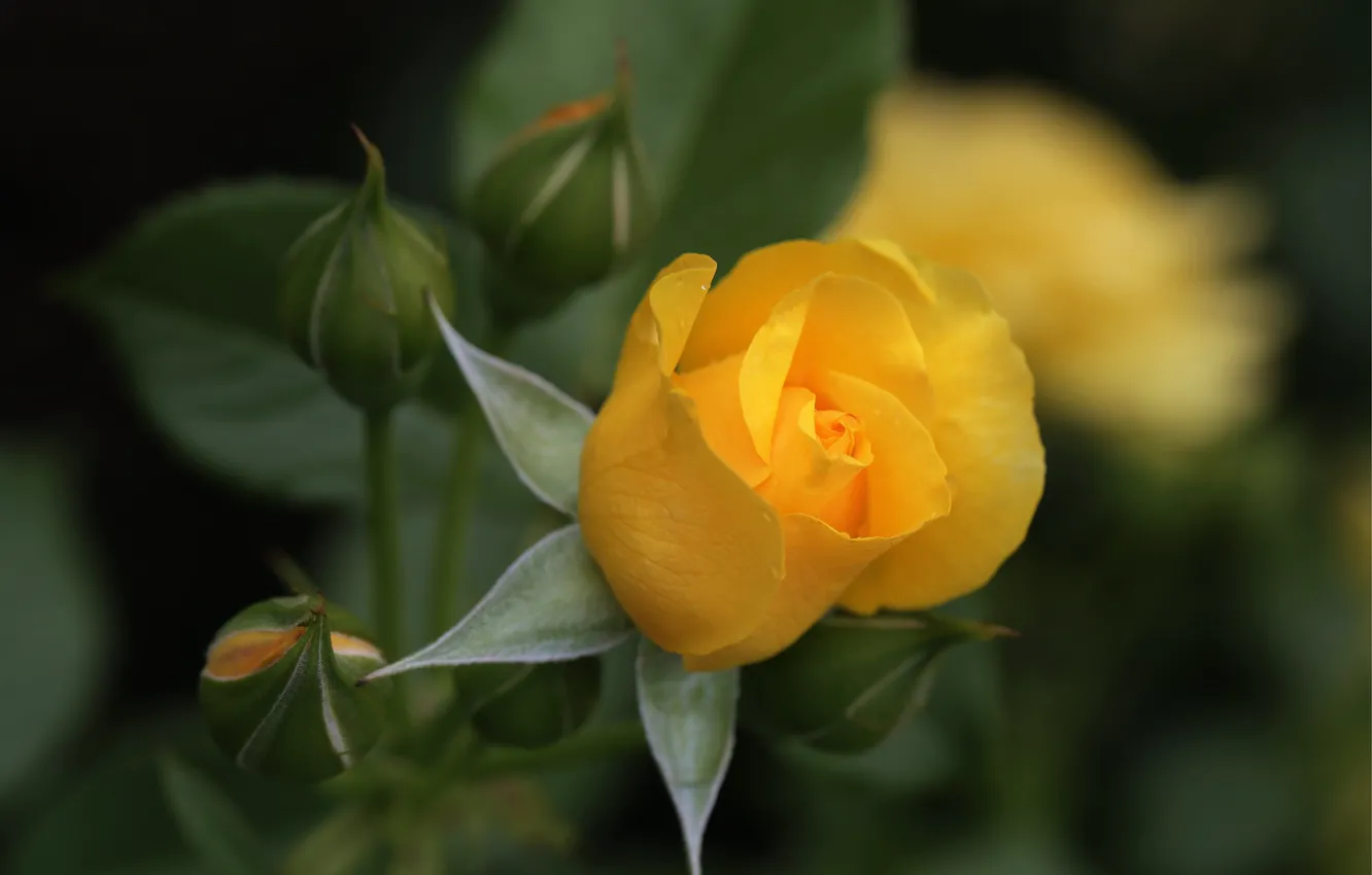 Фото обои роза, бутон, желтая