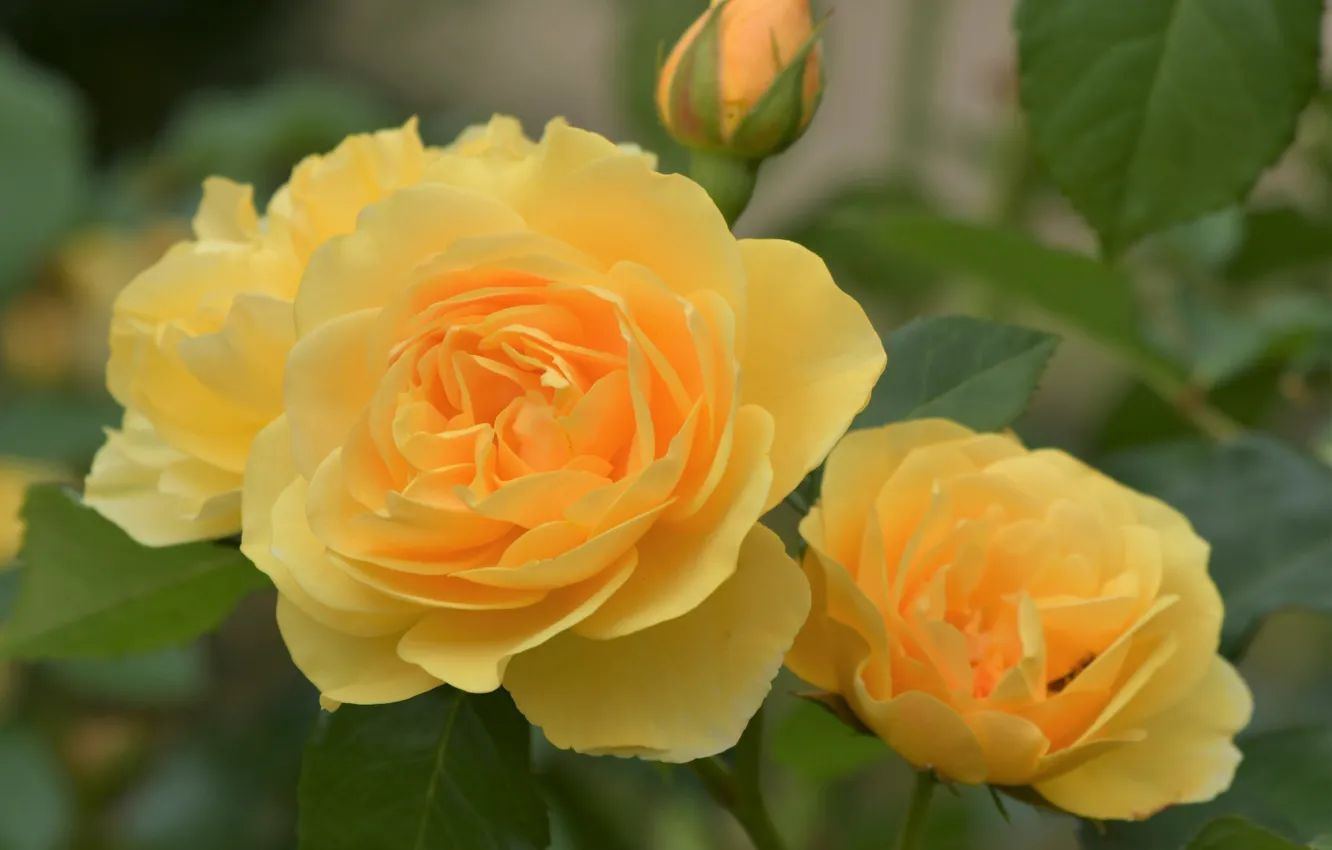 Фото обои макро, розы, лепестки, бутон, жёлтые