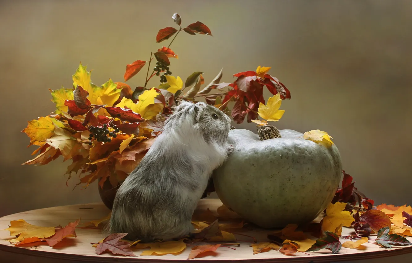 Фото обои осень, животные, листья, октябрь, тыква, морская свинка, композиция, осенние игры