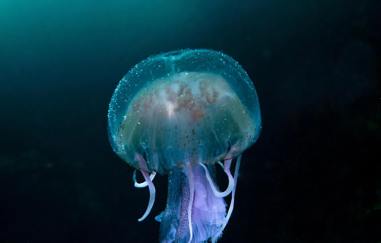 Фото обои вода, темнота, океан, медуза